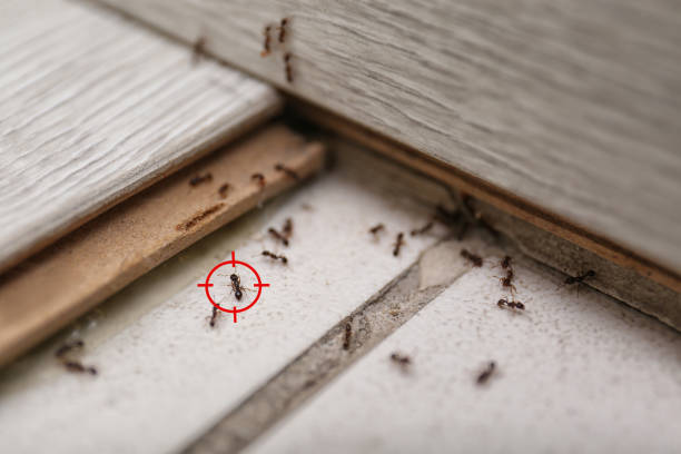 Best Pest Removal Services  in Pico Rivera, CA