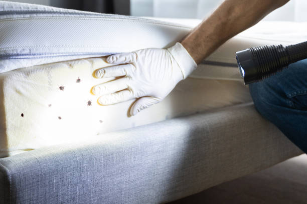 Best Insect Control  in Pico Rivera, CA