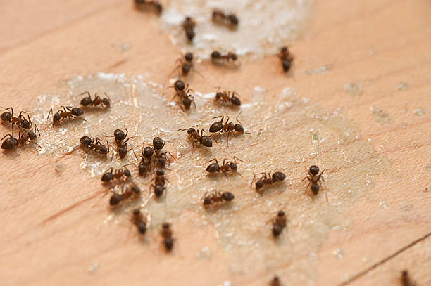 Best Pest Inspection Near Me  in Pico Rivera, CA