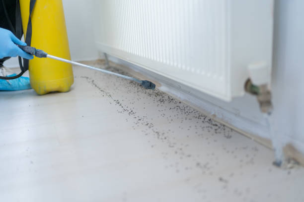 Best Flea Control Services  in Pico Rivera, CA